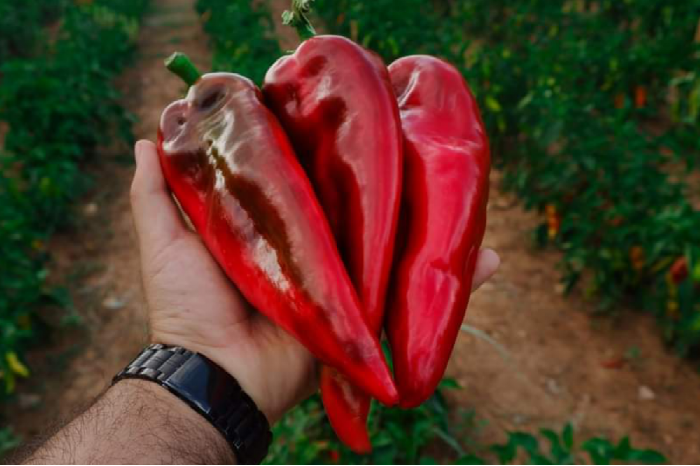 Seed Orders and Sales of Nefer F1 Capia Pepper Variety Started